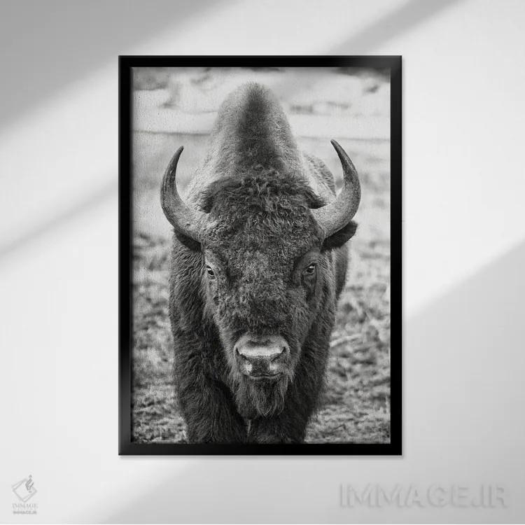 تابلو مواجهه با گاومیش اثر بنجامین پاجت - نمای قابدار مشکی