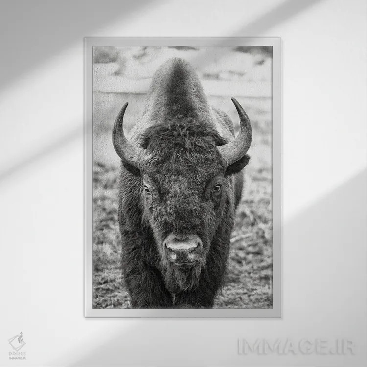 تابلو مواجهه با گاومیش اثر بنجامین پاجت - نمای قابدار سفید