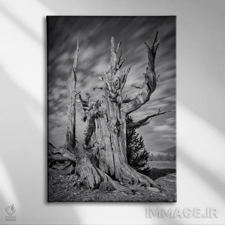 تابلو پیرمرد اثر استیو برکلی - نمای روبهرو روی دیوار