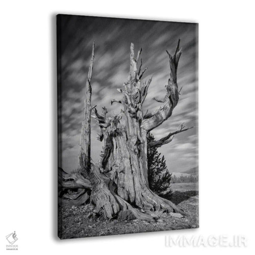 تابلو پیرمرد اثر استیو برکلی - نمای پرسپکتیو محصول