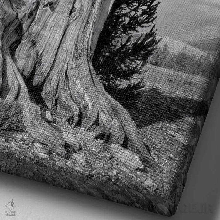 تابلو پیرمرد اثر استیو برکلی - نمای نزدیک بافت بوم