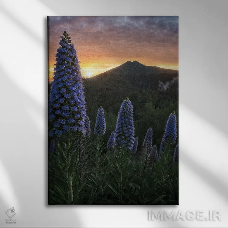 تابلو غرور مادیرا II اثر استیو برکلی - نمای روبهرو روی دیوار