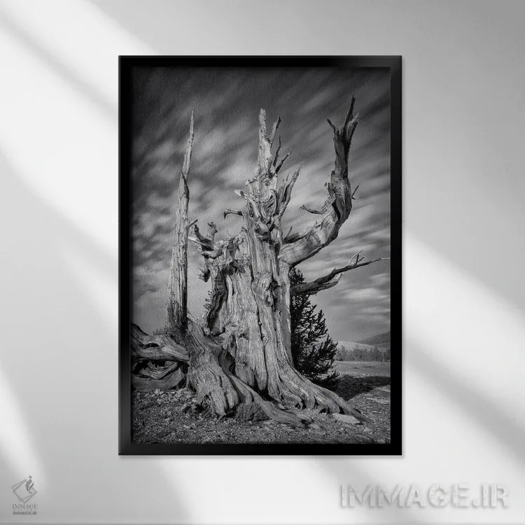 تابلو پیرمرد اثر استیو برکلی - نمای قابدار مشکی