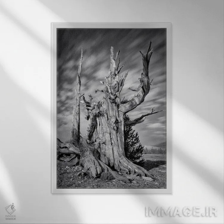 تابلو پیرمرد اثر استیو برکلی - نمای قابدار سفید