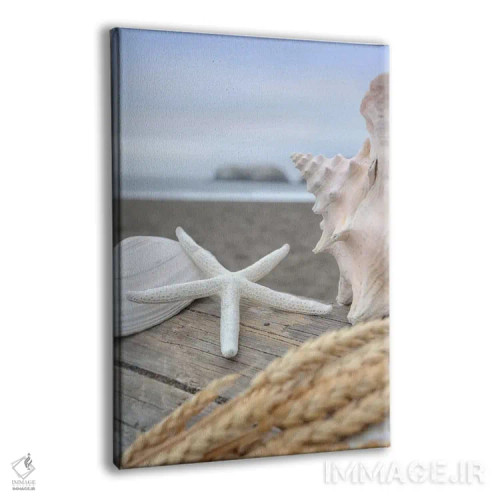 تابلو صدفهای ساحل هلالی XII اثر آلن بلاوشتاین - نمای پرسپکتیو محصول