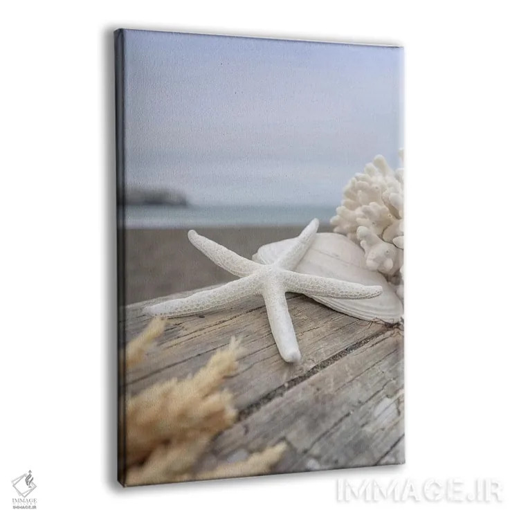 تابلو صدفهای ساحل هلالی XIII اثر آلن بلاوشتاین - نمای پرسپکتیو محصول
