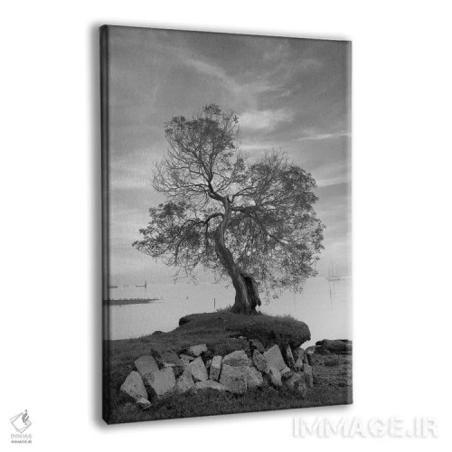 تابلو مجموعه بلوط ساحلی II اثر آلن بلاوشتاین - نمای پرسپکتیو محصول