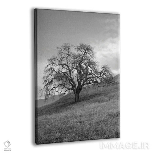 تابلو مجموعه بلوط ساحلی XVII اثر آلن بلاوشتاین - نمای پرسپکتیو محصول