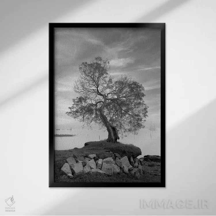 تابلو مجموعه بلوط ساحلی II اثر آلن بلاوشتاین - نمای قابدار مشکی