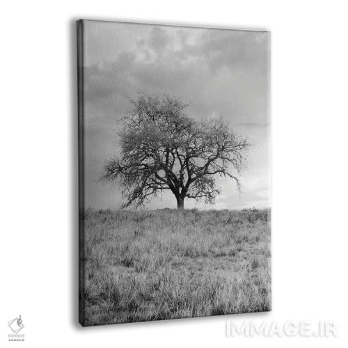 تابلو مجموعه بلوط ساحلی XXVI اثر آلن بلاوشتاین - نمای پرسپکتیو محصول