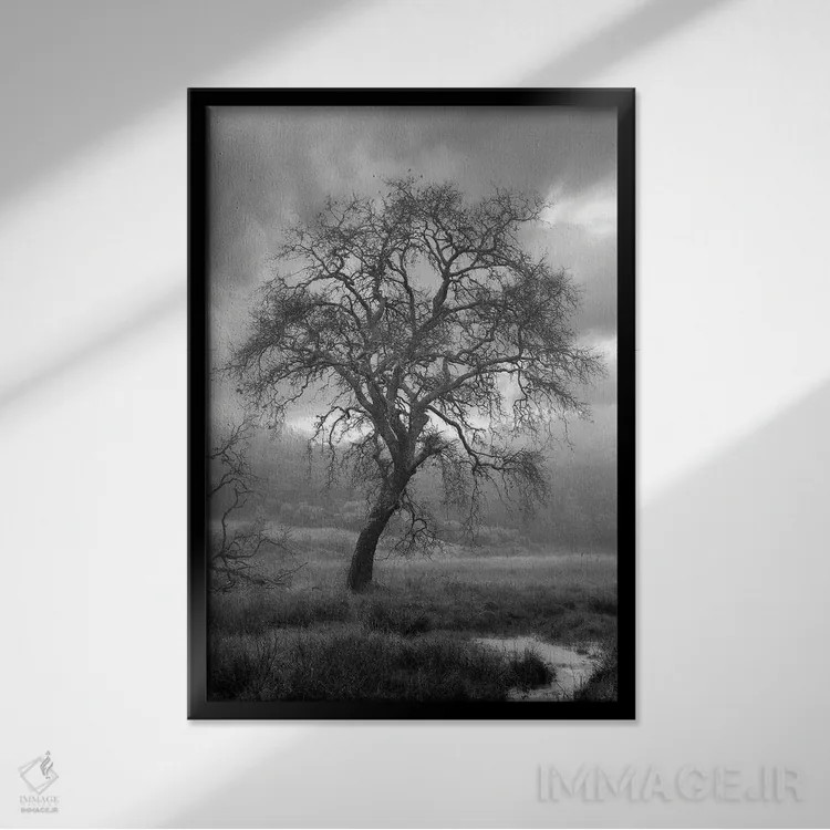 تابلو مجموعه بلوط ساحلی XIII اثر آلن بلاوشتاین - نمای قابدار مشکی