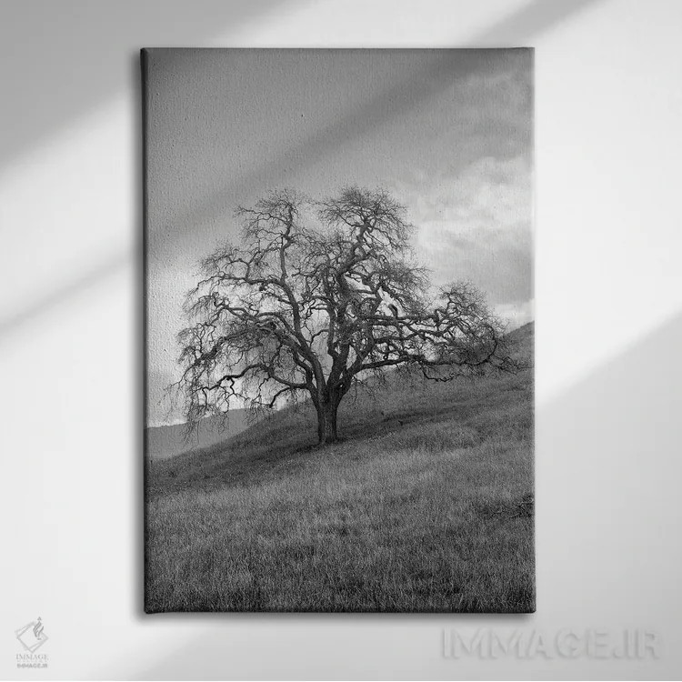 تابلو مجموعه بلوط ساحلی XVII اثر آلن بلاوشتاین - نمای روبهرو روی دیوار