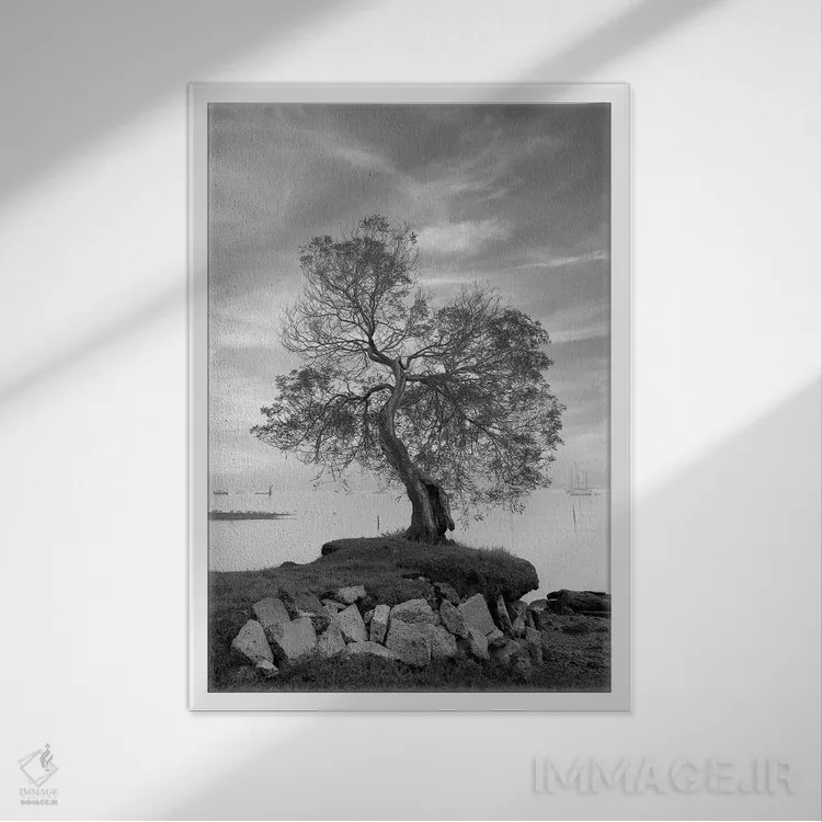 تابلو مجموعه بلوط ساحلی II اثر آلن بلاوشتاین - نمای قابدار سفید