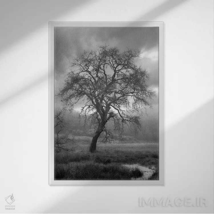 تابلو مجموعه بلوط ساحلی XIII اثر آلن بلاوشتاین - نمای قابدار سفید