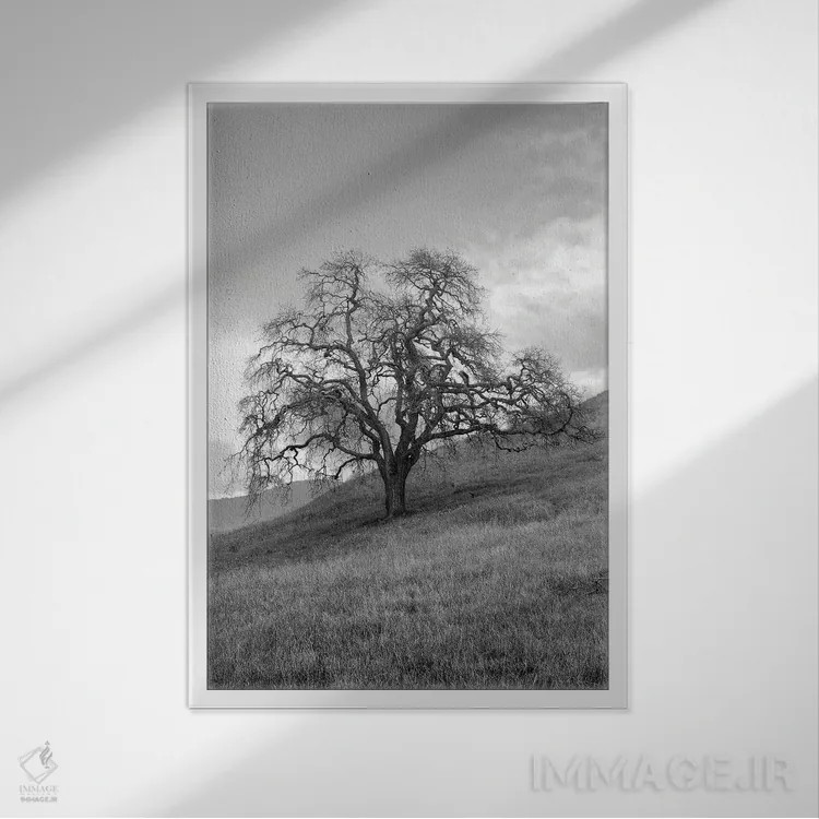 تابلو مجموعه بلوط ساحلی XVII اثر آلن بلاوشتاین - نمای قابدار سفید