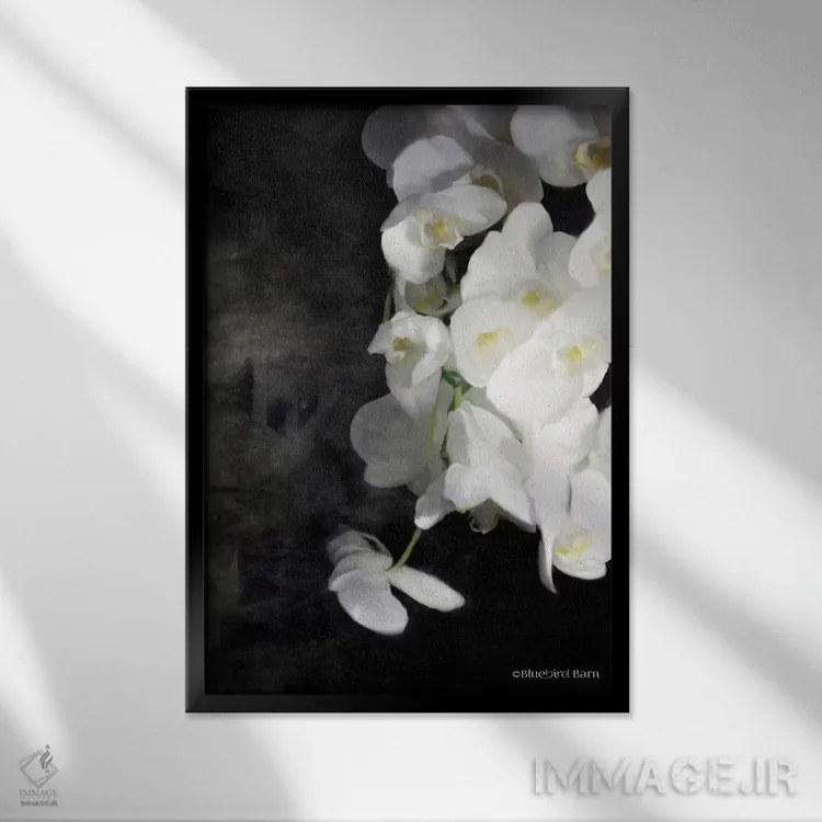 تابلو ارکیدههای سفید مدرن اثر بلوبرد بارن (استودیوی هنری) - نمای قابدار مشکی