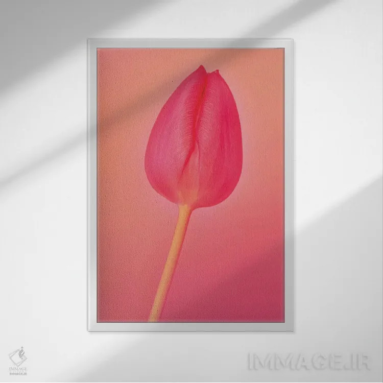 تابلو یک لاله اثر بلی - نمای قابدار سفید
