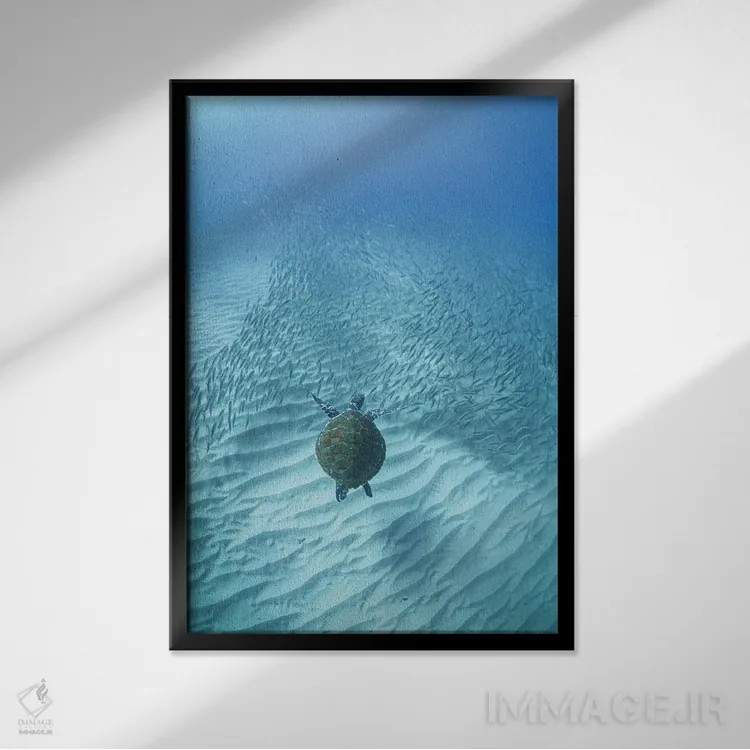 تابلو سفر لاکپشت اثر بن مولدر - نمای قابدار مشکی