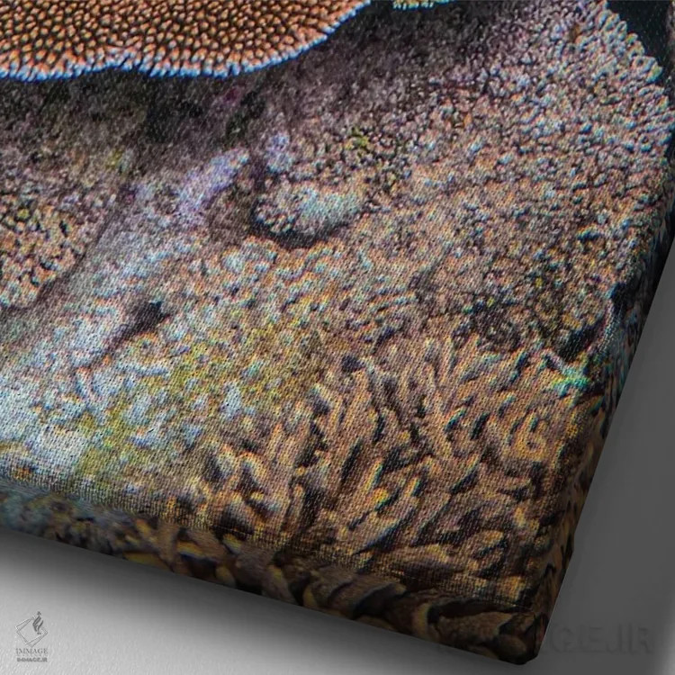 تابلو رنگهای صخرهٔ مرجانی اثر بن مولدر - نمای نزدیک بافت بوم