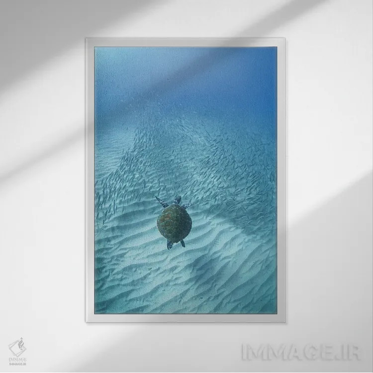 تابلو سفر لاکپشت اثر بن مولدر - نمای قابدار سفید