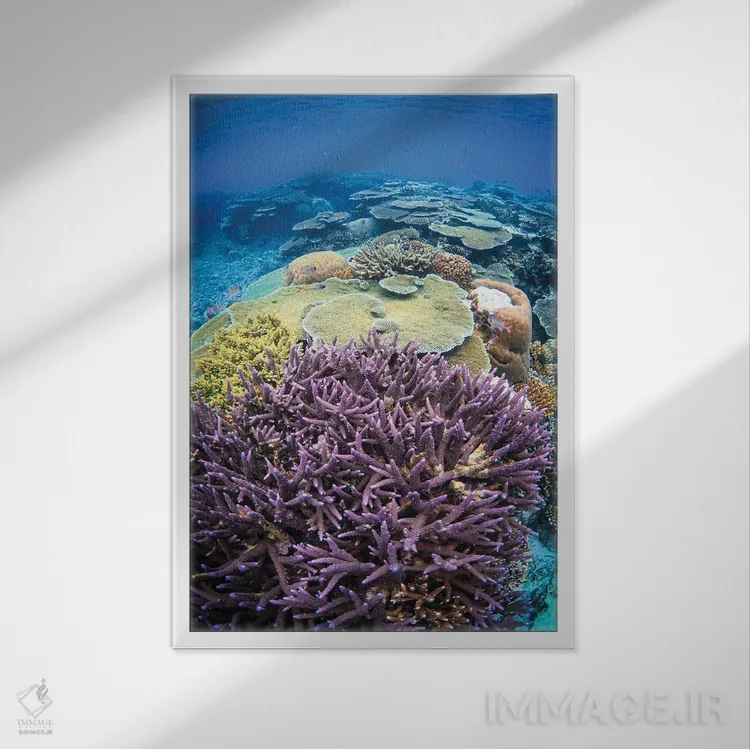 تابلو مرجان اثر بن مولدر - نمای قابدار سفید