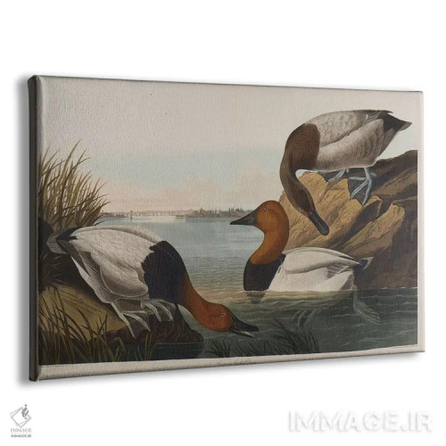 تابلو 1836,اردک سرپهن، ۱۸۳۶ اثر جان جیمز آدوبون (نقاش و پرندهشناس) - نمای پرسپکتیو محصول