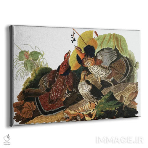 تابلو Tetrao Umbellus, from "The Birds of America" by John J. Audubon, pub. 1827-38,قرقاول یقهدار از "پرندگان آمریکا" جان جیمز اودوبون، منتشرشده ۱۸۲۷-۱۸۳۸ اثر جان جیمز آدوبون (نقاش و پرندهشناس) - نمای پرسپکتیو محصول