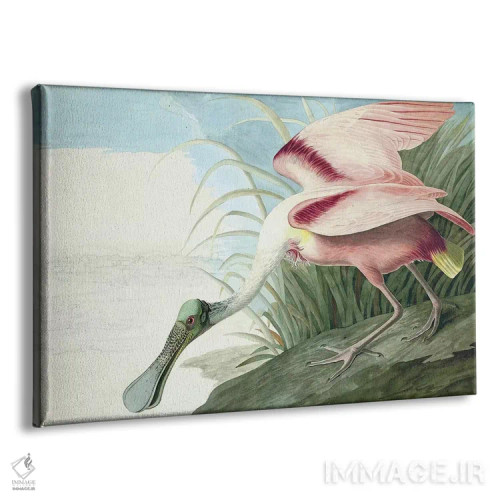 تابلو Platalea Ajaja, from "The Birds of America" by John J. Audubon, pub. 1827-38,پرنده قاشقزبان صورتی، از کتاب "پرندگان آمریکا" جان جیمز اودوبون، منتشرشده ۱۸۲۷-۱۸۳۸ اثر جان جیمز آدوبون (نقاش و پرندهشناس) - نمای پرسپکتیو محصول
