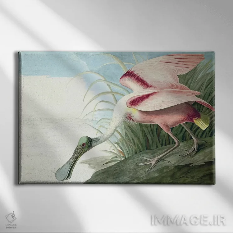 تابلو Platalea Ajaja, from "The Birds of America" by John J. Audubon, pub. 1827-38,پرنده قاشقزبان صورتی، از کتاب "پرندگان آمریکا" جان جیمز اودوبون، منتشرشده ۱۸۲۷-۱۸۳۸ اثر جان جیمز آدوبون (نقاش و پرندهشناس) - نمای روبهرو روی دیوار