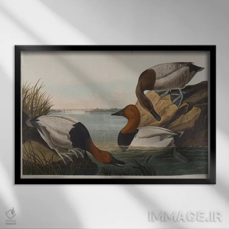 تابلو 1836,اردک سرپهن، ۱۸۳۶ اثر جان جیمز آدوبون (نقاش و پرندهشناس) - نمای قابدار مشکی