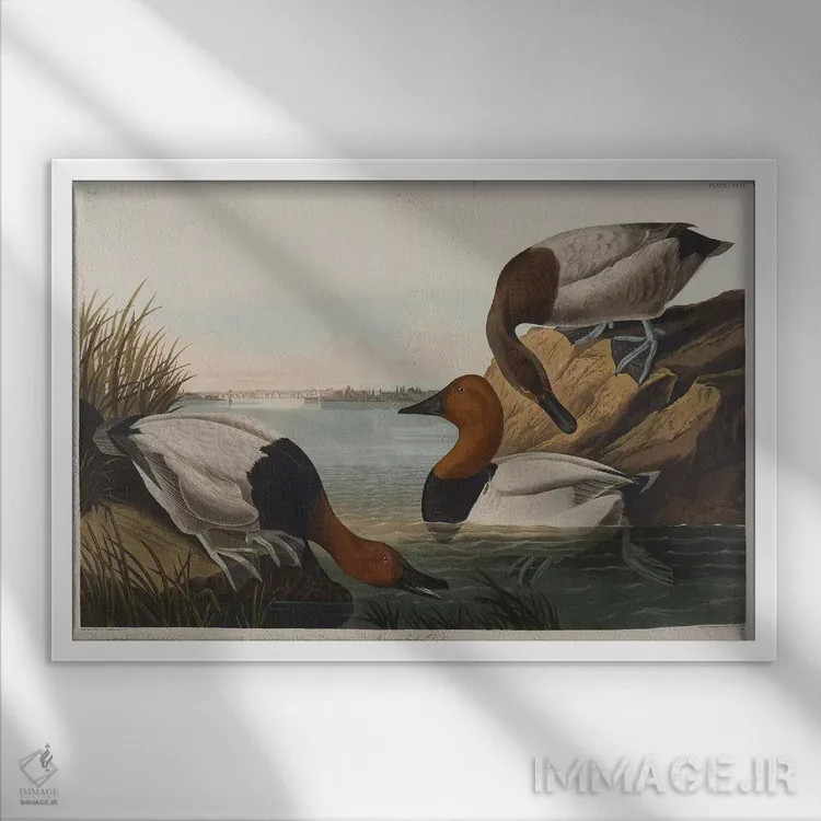 تابلو 1836,اردک سرپهن، ۱۸۳۶ اثر جان جیمز آدوبون (نقاش و پرندهشناس) - نمای قابدار سفید