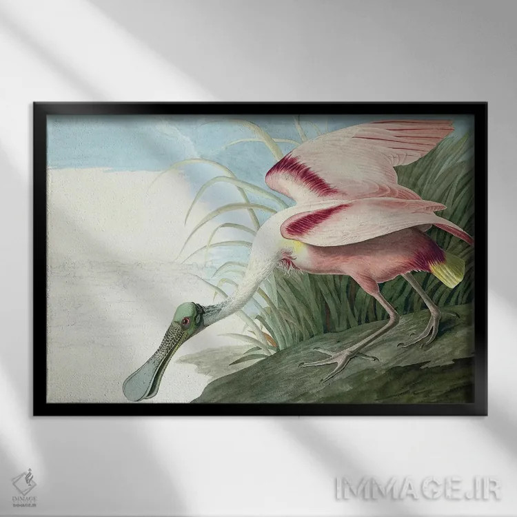 تابلو Platalea Ajaja, from "The Birds of America" by John J. Audubon, pub. 1827-38,پرنده قاشقزبان صورتی، از کتاب "پرندگان آمریکا" جان جیمز اودوبون، منتشرشده ۱۸۲۷-۱۸۳۸ اثر جان جیمز آدوبون (نقاش و پرندهشناس) - نمای قابدار مشکی