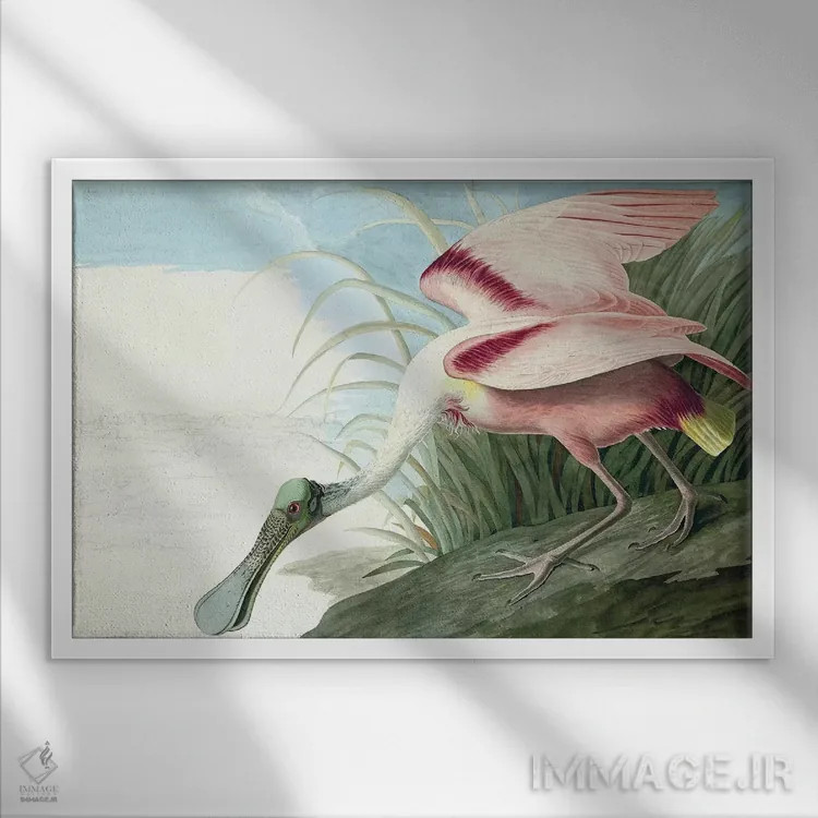 تابلو Platalea Ajaja, from "The Birds of America" by John J. Audubon, pub. 1827-38,پرنده قاشقزبان صورتی، از کتاب "پرندگان آمریکا" جان جیمز اودوبون، منتشرشده ۱۸۲۷-۱۸۳۸ اثر جان جیمز آدوبون (نقاش و پرندهشناس) - نمای قابدار سفید