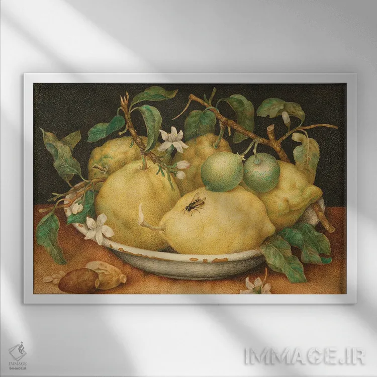 تابلو c.1640-49,طبیعت بیجان با کاسهای از بالنگ، حدود ۱۶۴۰-۴۹ اثر جیووانا گارتزونی (نقاش زن ایتالیایی باروک) - نمای قابدار سفید