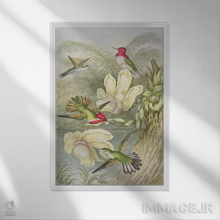 تابلو مرغهای مگسخوار میان گلهای استوایی اثر مکتب انگلیسی (سبک یا جنبش هنری) - نمای قابدار سفید