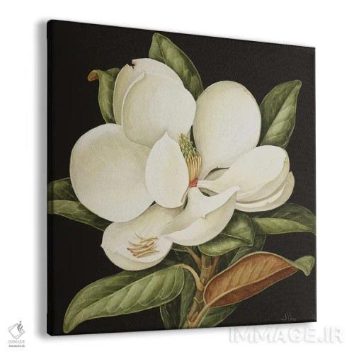 تابلو ماگنولیا گراندیفلورا (نوعی گل مگنولیا)، ۲۰۰۳ اثر جنی بارون - نمای پرسپکتیو محصول