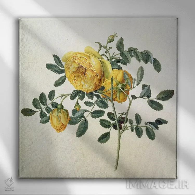 تابلو رز نیمکرهای، قرن هجدهم (نوع گل) اثر جورگ دیونیسیوس اهرت (تصویرگر گیاهی آلمانی) - نمای روبهرو روی دیوار
