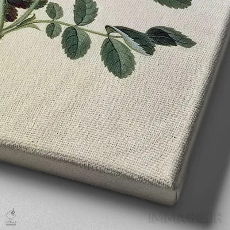 تابلو رز نیمکرهای، قرن هجدهم (نوع گل) اثر جورگ دیونیسیوس اهرت (تصویرگر گیاهی آلمانی) - نمای نزدیک بافت بوم