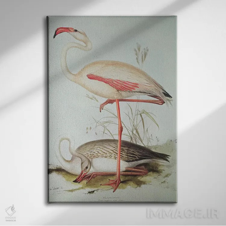 تابلو فلامینگو اثر ادوارد لیر (شاعر و تصویرگر انگلیسی) - نمای روبهرو روی دیوار