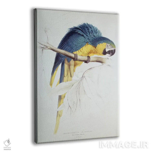 تابلو طوطی ماکائوی آبی و زرد اثر ادوارد لیر (شاعر و تصویرگر انگلیسی) - نمای پرسپکتیو محصول