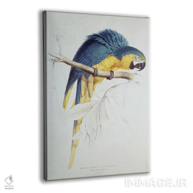 تابلو طوطی ماکائوی آبی و زرد اثر ادوارد لیر (شاعر و تصویرگر انگلیسی) - نمای پرسپکتیو محصول