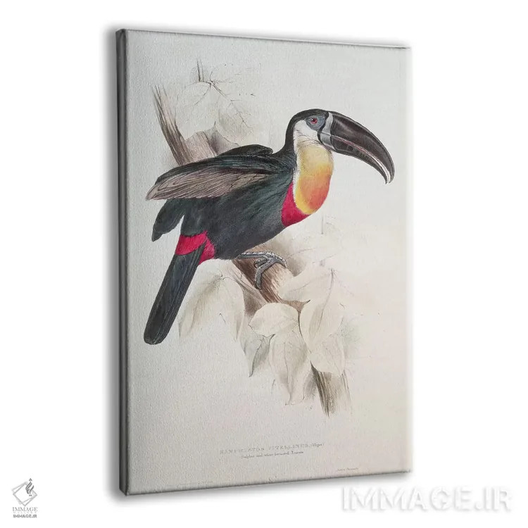 تابلو توکان سینهسفید و گوگردی، قرن نوزدهم اثر ادوارد لیر (شاعر و تصویرگر انگلیسی) - نمای پرسپکتیو محصول