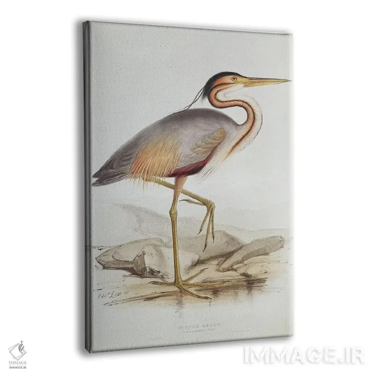 تابلو حواصیل بنفش اثر ادوارد لیر (شاعر و تصویرگر انگلیسی) - نمای پرسپکتیو محصول