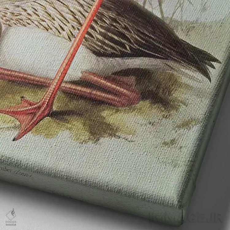 تابلو فلامینگو اثر ادوارد لیر (شاعر و تصویرگر انگلیسی) - نمای نزدیک بافت بوم