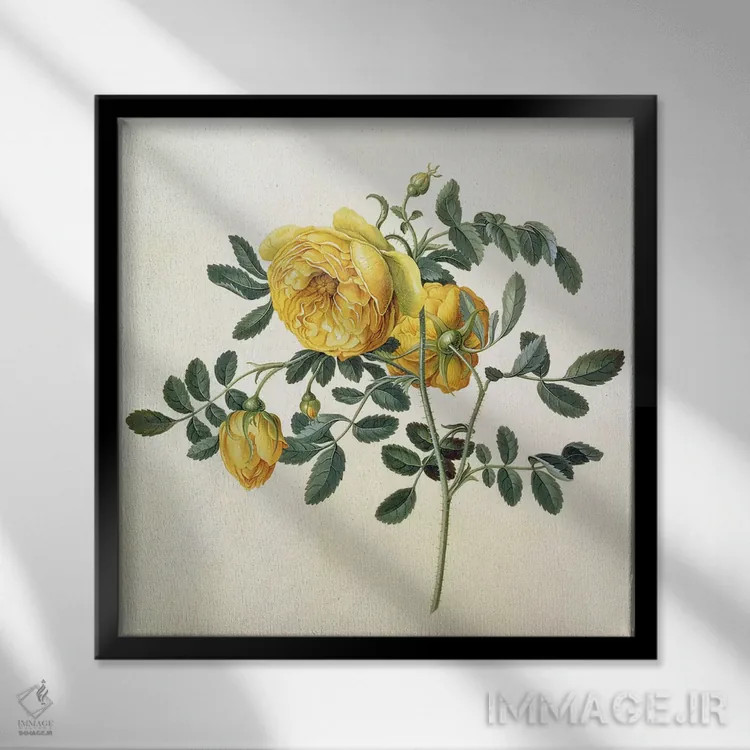 تابلو رز نیمکرهای، قرن هجدهم (نوع گل) اثر جورگ دیونیسیوس اهرت (تصویرگر گیاهی آلمانی) - نمای قابدار مشکی