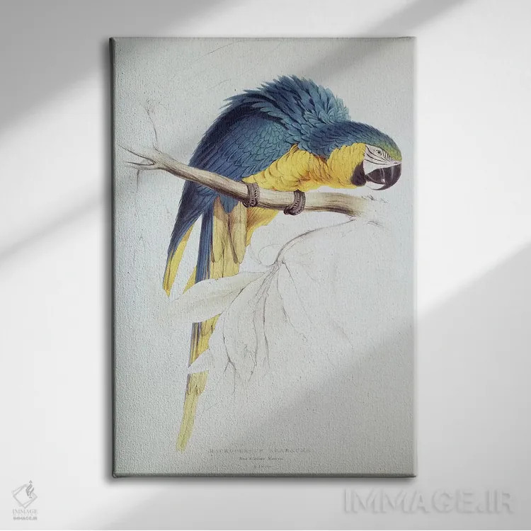تابلو طوطی ماکائوی آبی و زرد اثر ادوارد لیر (شاعر و تصویرگر انگلیسی) - نمای روبهرو روی دیوار