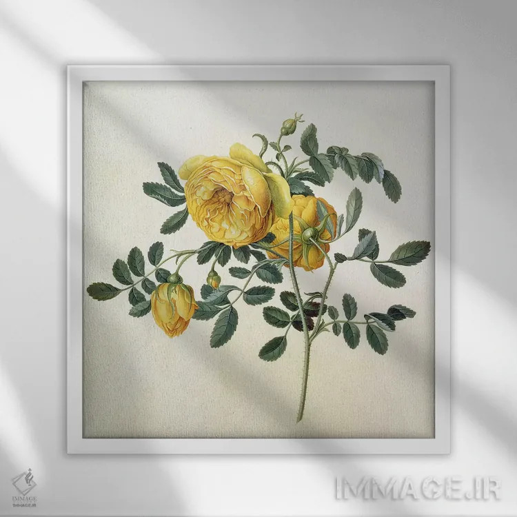 تابلو رز نیمکرهای، قرن هجدهم (نوع گل) اثر جورگ دیونیسیوس اهرت (تصویرگر گیاهی آلمانی) - نمای قابدار سفید