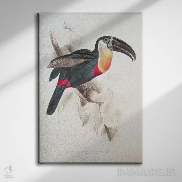 تابلو توکان سینهسفید و گوگردی، قرن نوزدهم اثر ادوارد لیر (شاعر و تصویرگر انگلیسی) - نمای روبهرو روی دیوار