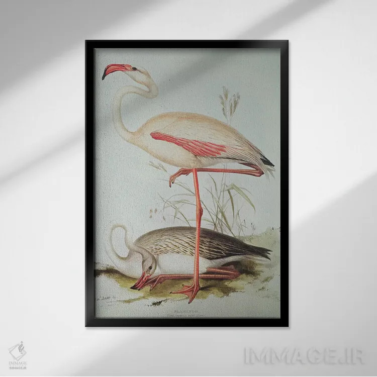تابلو فلامینگو اثر ادوارد لیر (شاعر و تصویرگر انگلیسی) - نمای قابدار مشکی