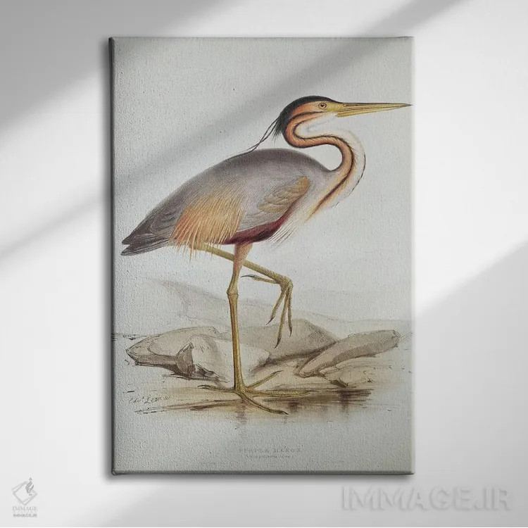 تابلو حواصیل بنفش اثر ادوارد لیر (شاعر و تصویرگر انگلیسی) - نمای روبهرو روی دیوار